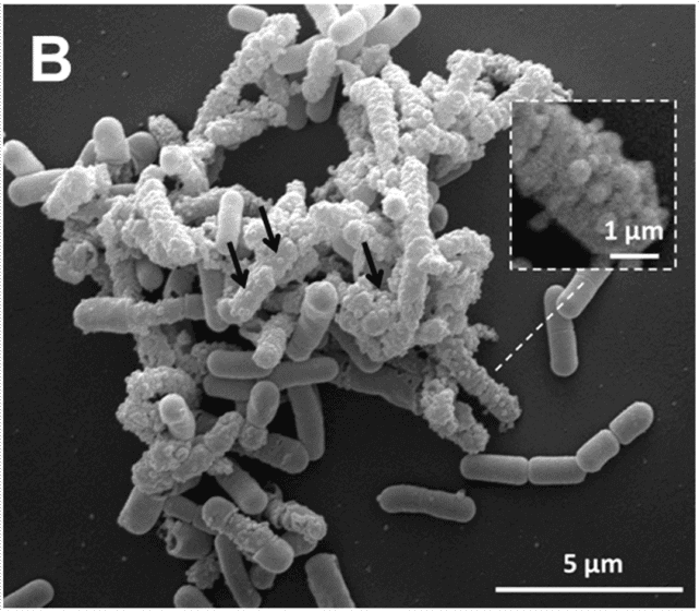 Антибіотики можуть 'запалювати' бактерії, ускладнюючи лікування інфекцій