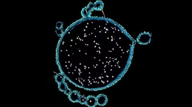 Дивні мікроби з затоки Акули можуть розкрити, як виникло складне життя