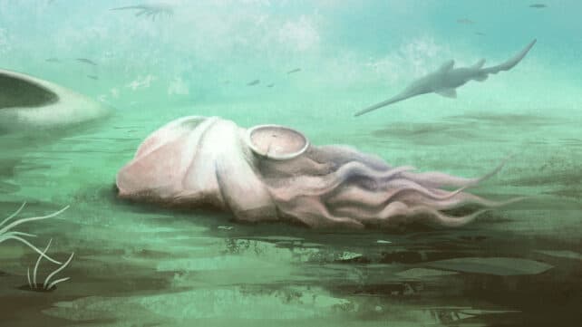 Найстаріший відомий 'октопус' виявився зовсім іншим створінням