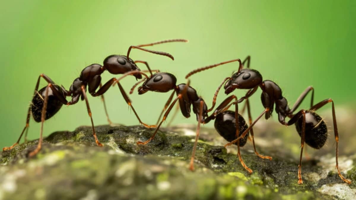 Як мурашині колонії синхронізуються, як фізичні системи